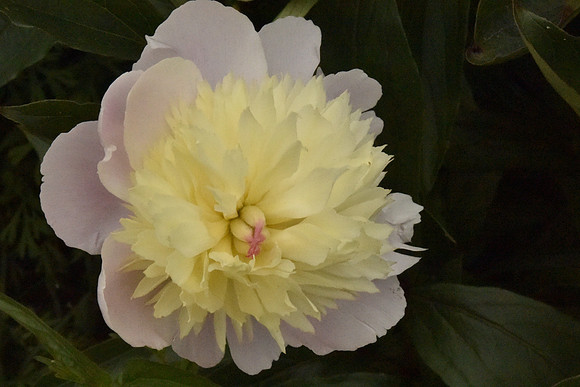 Peony