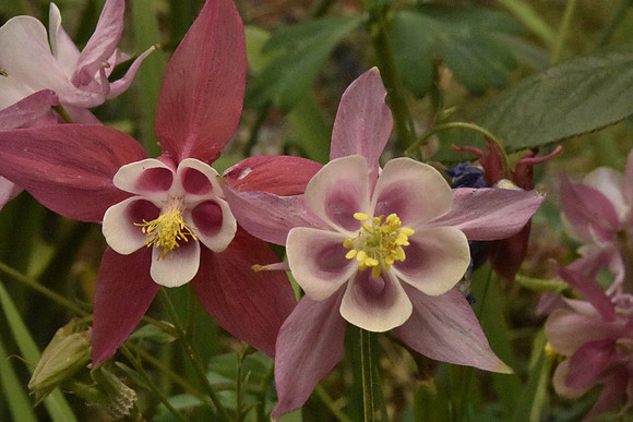 Columbine variety