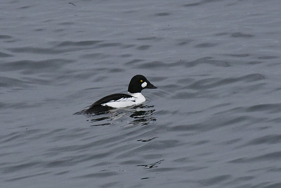 Common Goldeneye 3