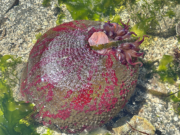 Painted anemone (2)