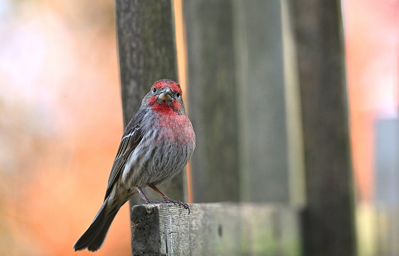 House Finch