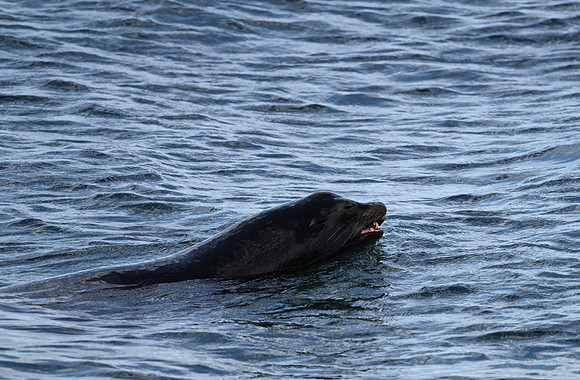 Sleepy Sea LIon