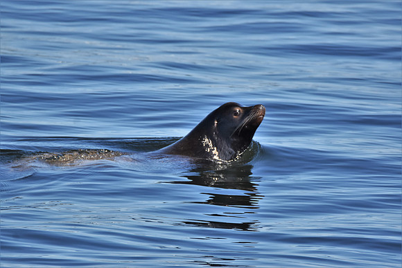 Sealion 4-11-21 6
