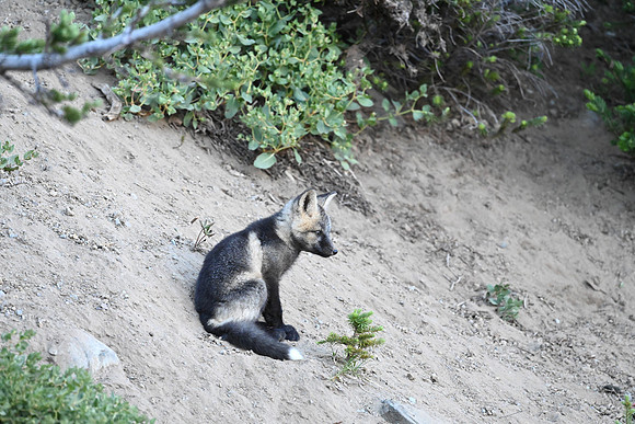 Cascade fox - Sentry