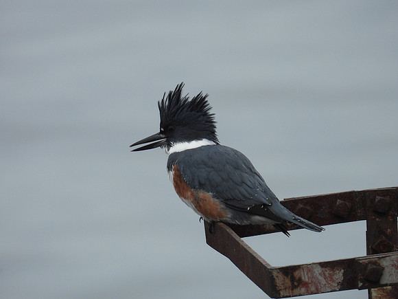 Belted Kingfisher