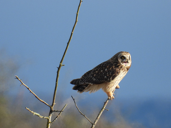 Short-eared Owl 11