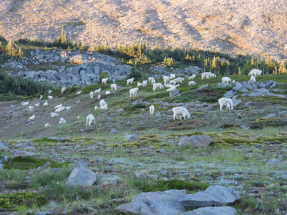 Mt Goat herd 2