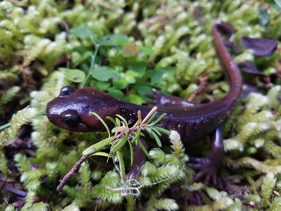 Northwestern Salamander