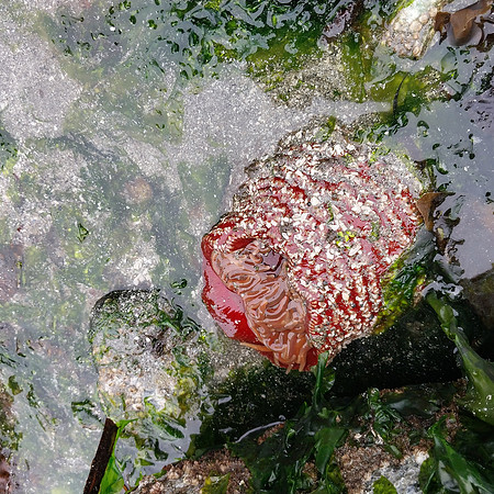 Rose Anemone