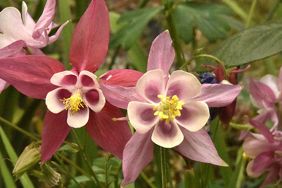 pink -red large columbine