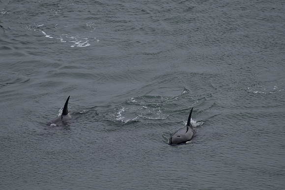 Orcas