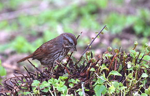 Song Sparrow