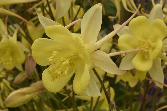 Yellow Columbine