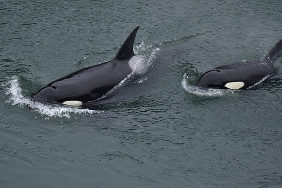 Orcas