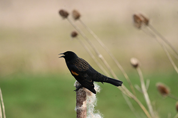Red-winged Blackbird 2