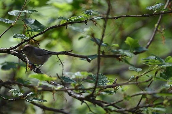 Bushtit