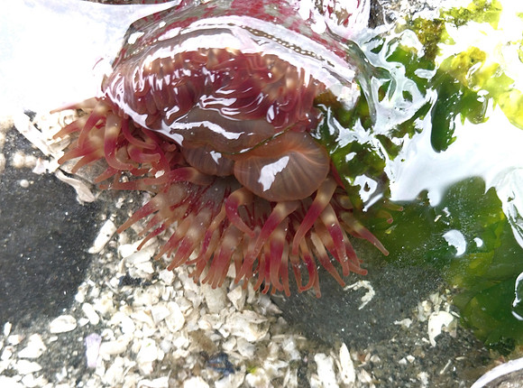 Painted Anemone