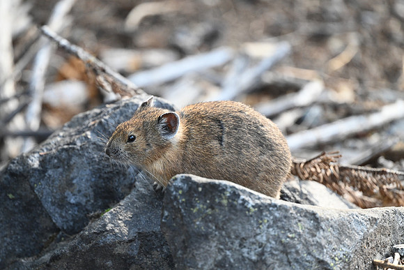 Pika