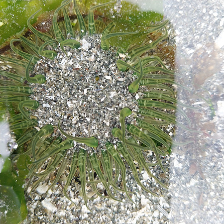 Buried Moonglow Anemone 3