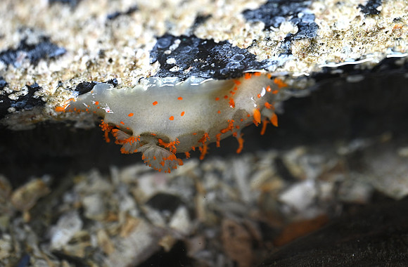 Clown Dorid