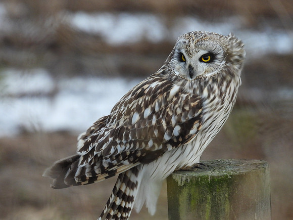 Short-eared Owl 12