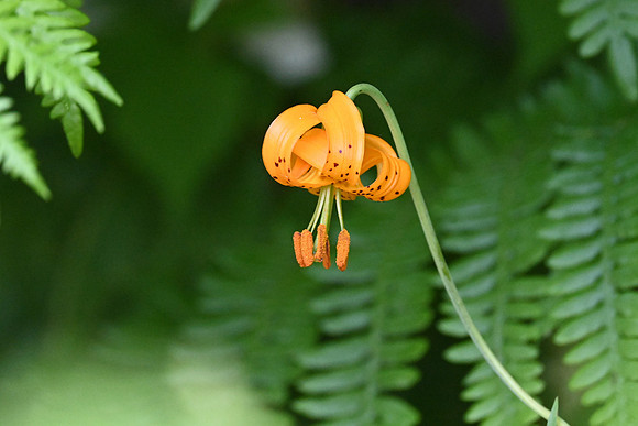 Tiger Lily