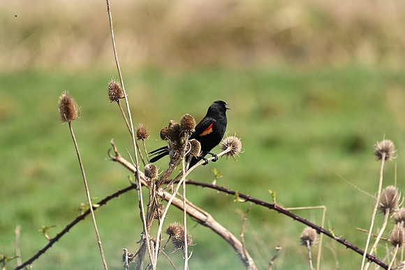 Red-winged Blackbird 3