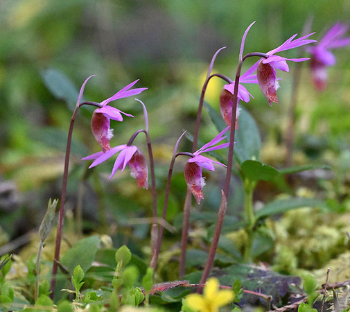 Calypso Orchids 2