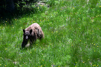 Black Bear 3514