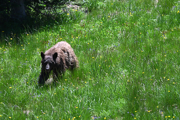 Black Bear 3514
