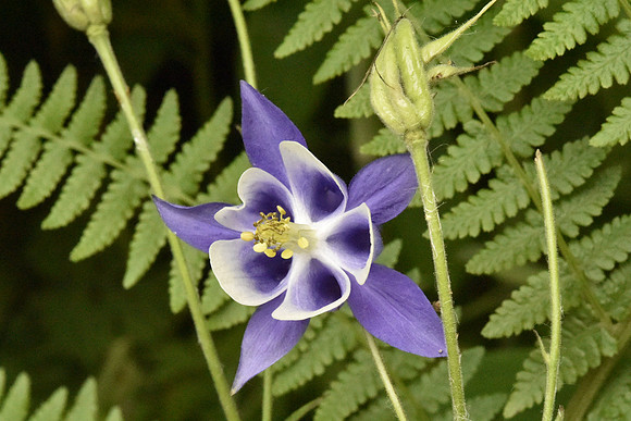 Purple Columbine (2)