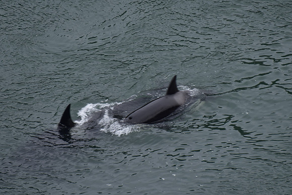 Orcas
