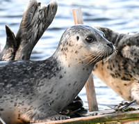 Harbor Seal 6