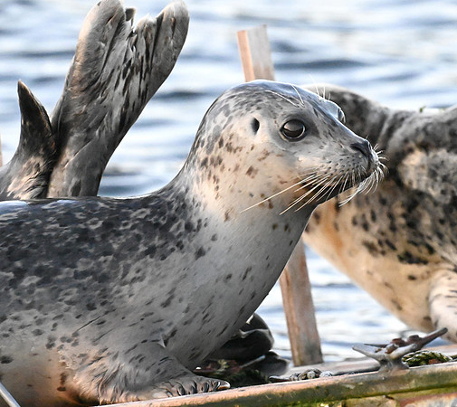Harbor Seal 6