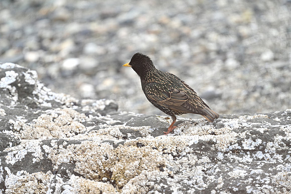 Starling