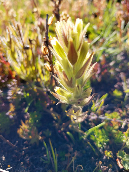 Rainier Paintbrush 7