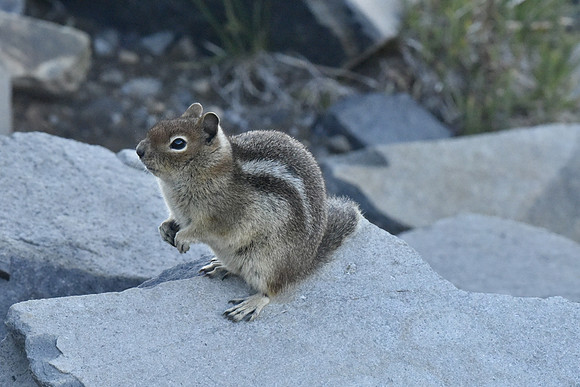 GMG Squirrel