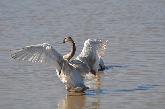 Swan