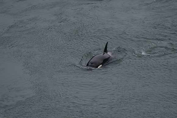 orca