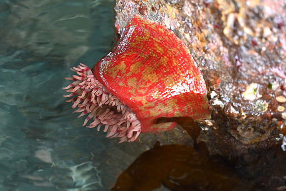 Painted Anemone