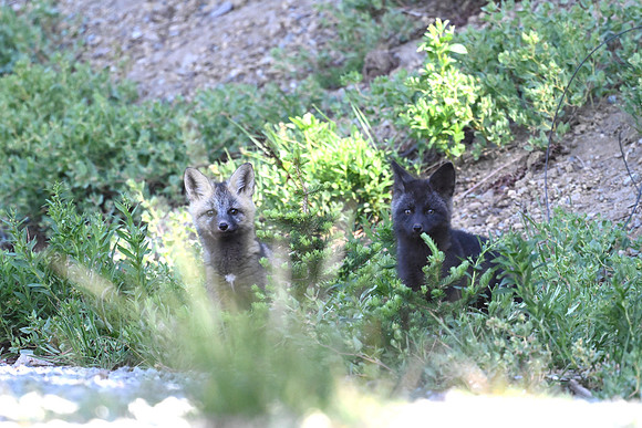 Cascade Foxes 2845