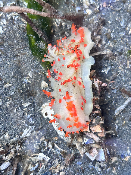 Clown Dorid