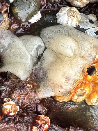 Barnacle - eating nudibranch eggs