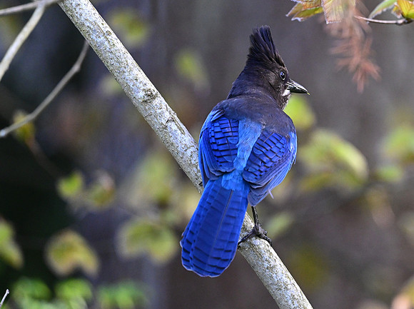 Steller's Jay 4