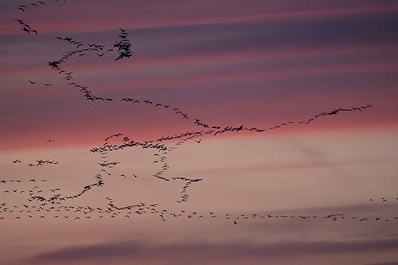 Snow Geese Artwork 6