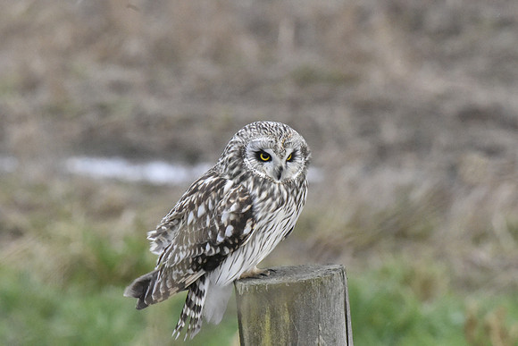 Short-eared Owl G2