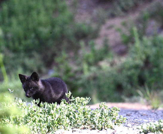 Cascade Fox 2829