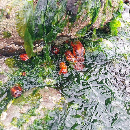 Sea Cucumbers