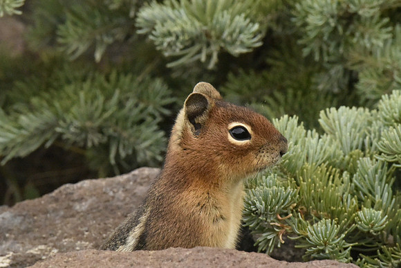 Golden Mantled Ground Squirrel