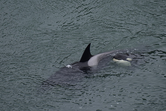 Orca 10